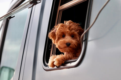 A dog Ronny is handing out the back of a parked Revel Van saying goodbye until next year.