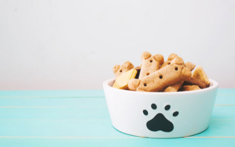 Tip 2. Bring Treats for your dog when going to a dog friendly place