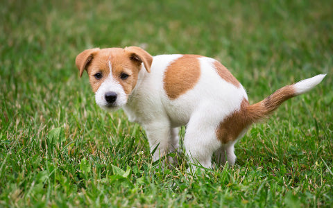 Tip 6. Bring poop bags when you bring your pup out with you