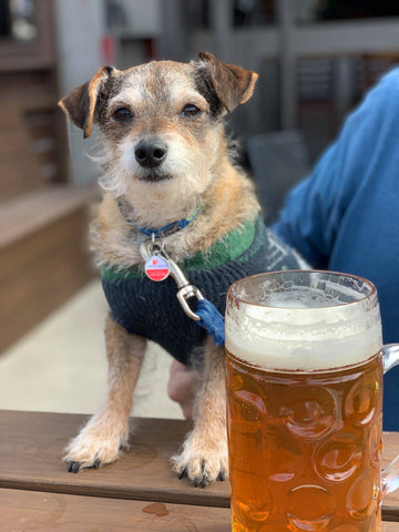 Cooper is a Cool Bar Dog