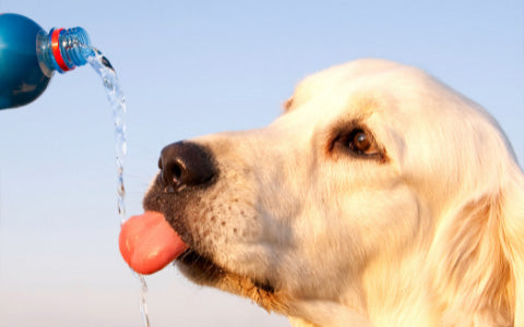 Tip 3. Bring water when you take your pup to a brewery or dog friendly restaurant