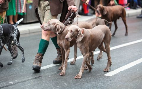 Nashville Oktoberfest - dogs walking in pup parade