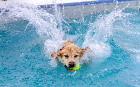 . Pool Pooch Party at Nashville Shores