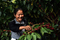 China Coffee Plantation | Discount Coffee 