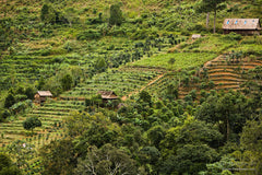 Vietnam Coffee Plantation | Discount Coffee
