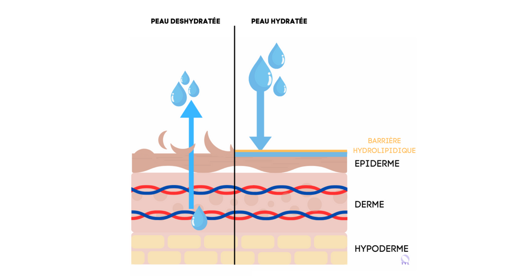 Différence entre une peau hydratée et une peau déshydratée