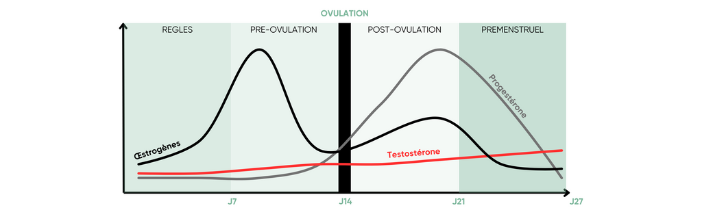 Fluctuation d'hormones qui influencent le cycle menstruel