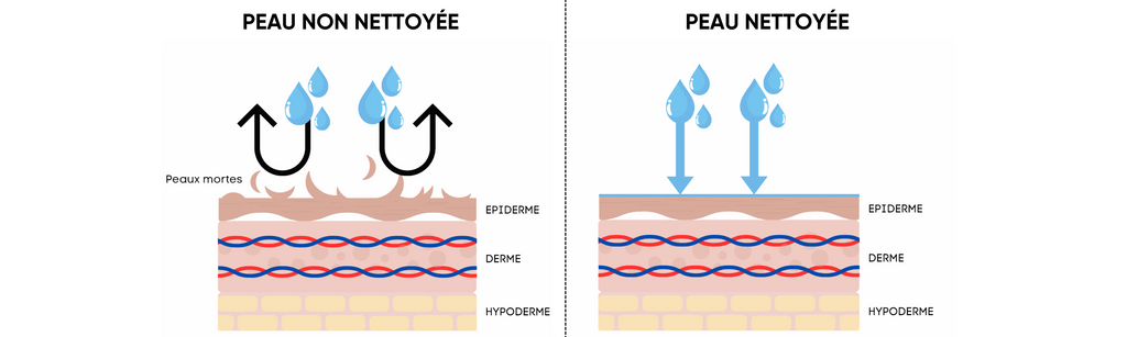 Impact du nettoyage sur la barrière protectrice de la peau