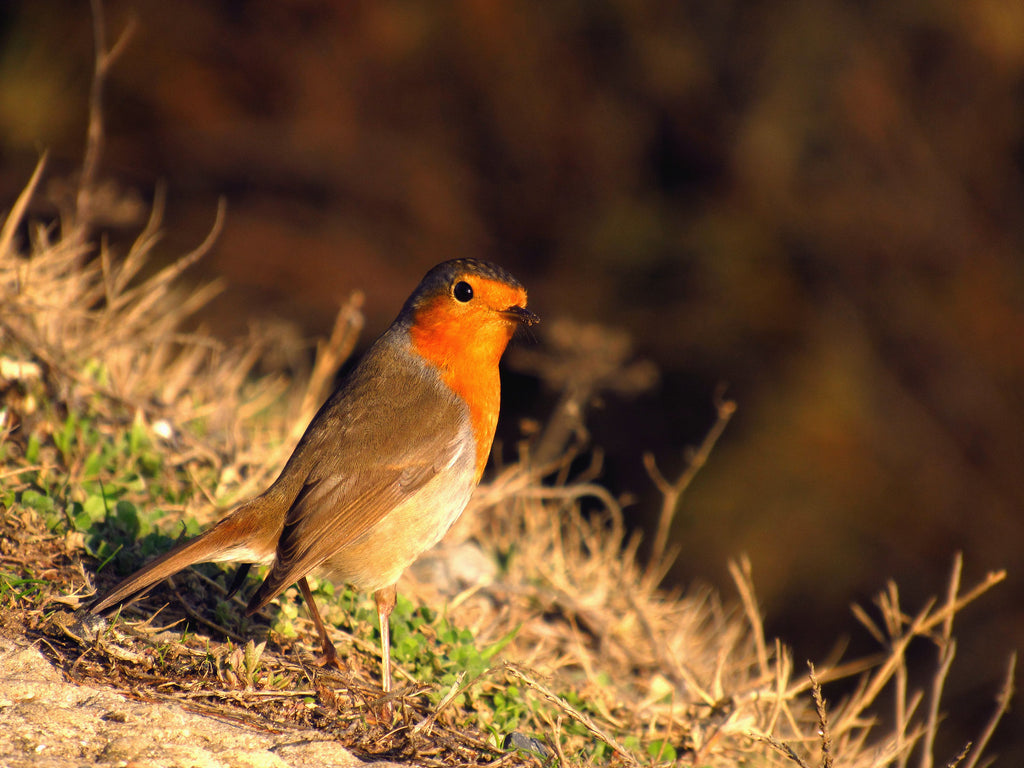 rouge gorge guide des tailles