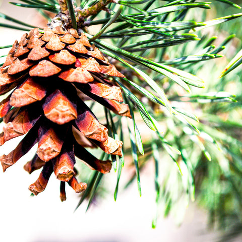 roasted pine cone soy candle