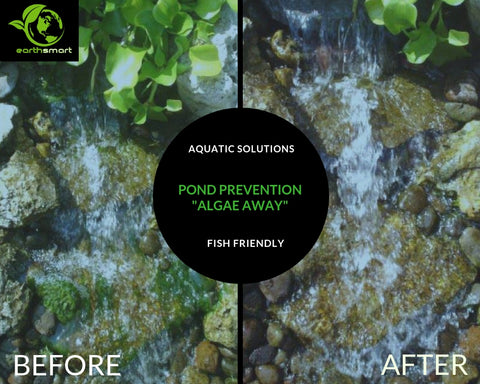 Algae Pond Prevention