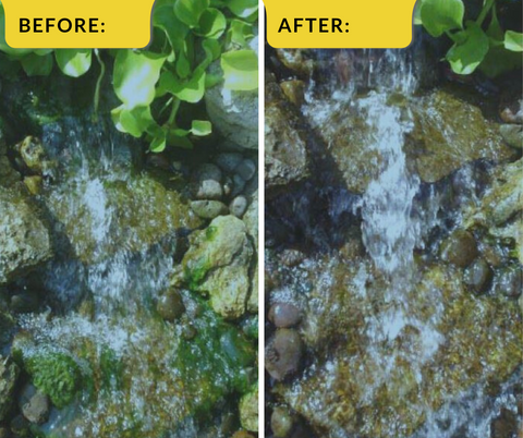 Before and after photos with Pond Prevention