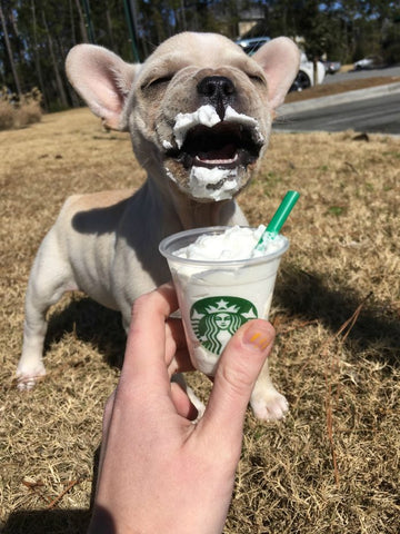 Starbucks Puppuccino