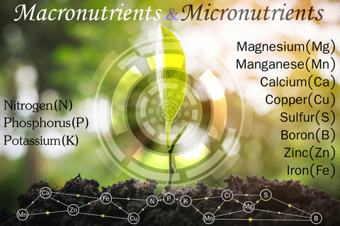 Macronutrients and Micronutrients