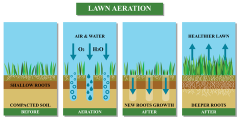 Lawn Aeration