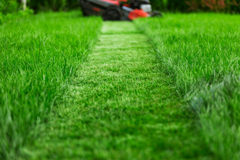 Mowing lawn