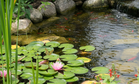 Healthy pond with aquatic plants and fish