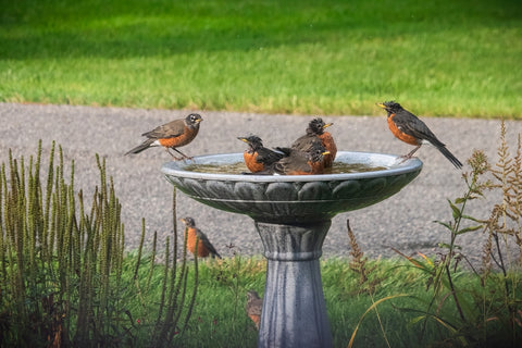 Robins in water