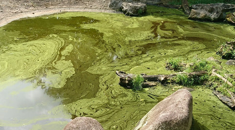 Blue green algae