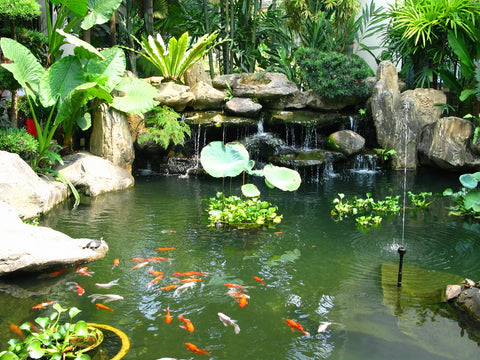 Pond with plants