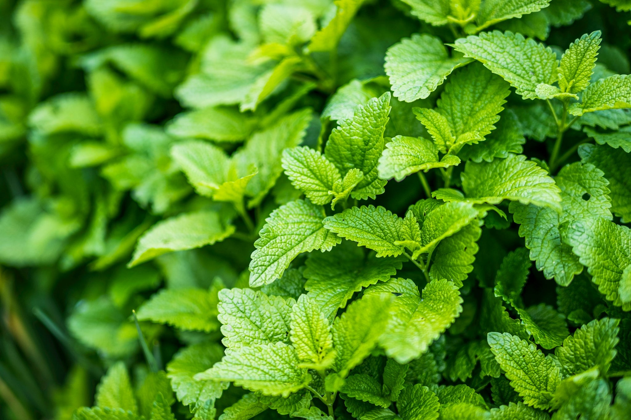 Peppermint plant