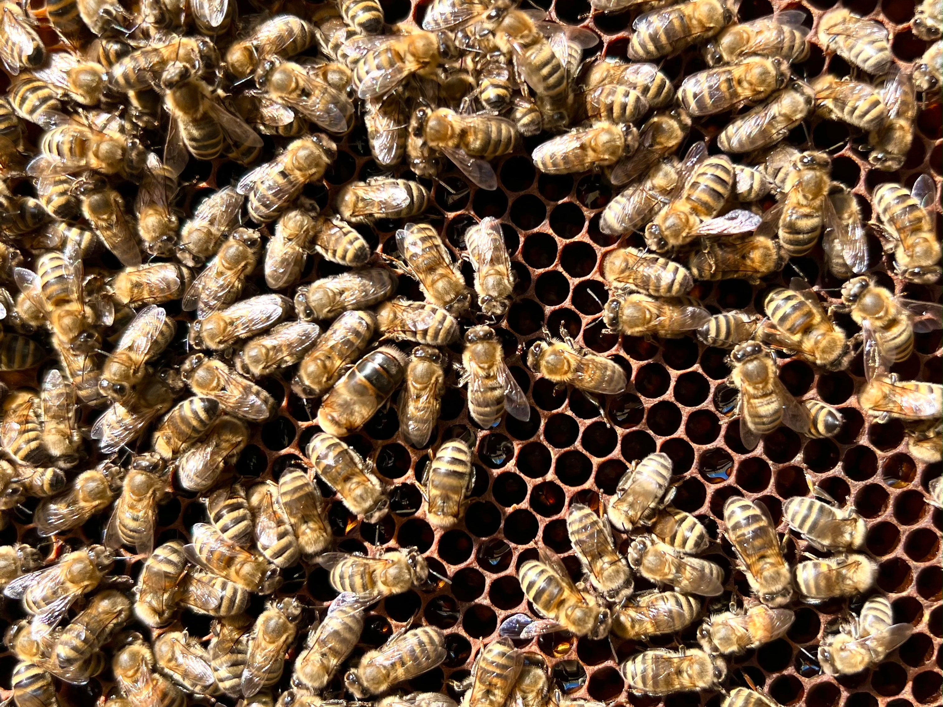 Évaluer votre saison des abeilles