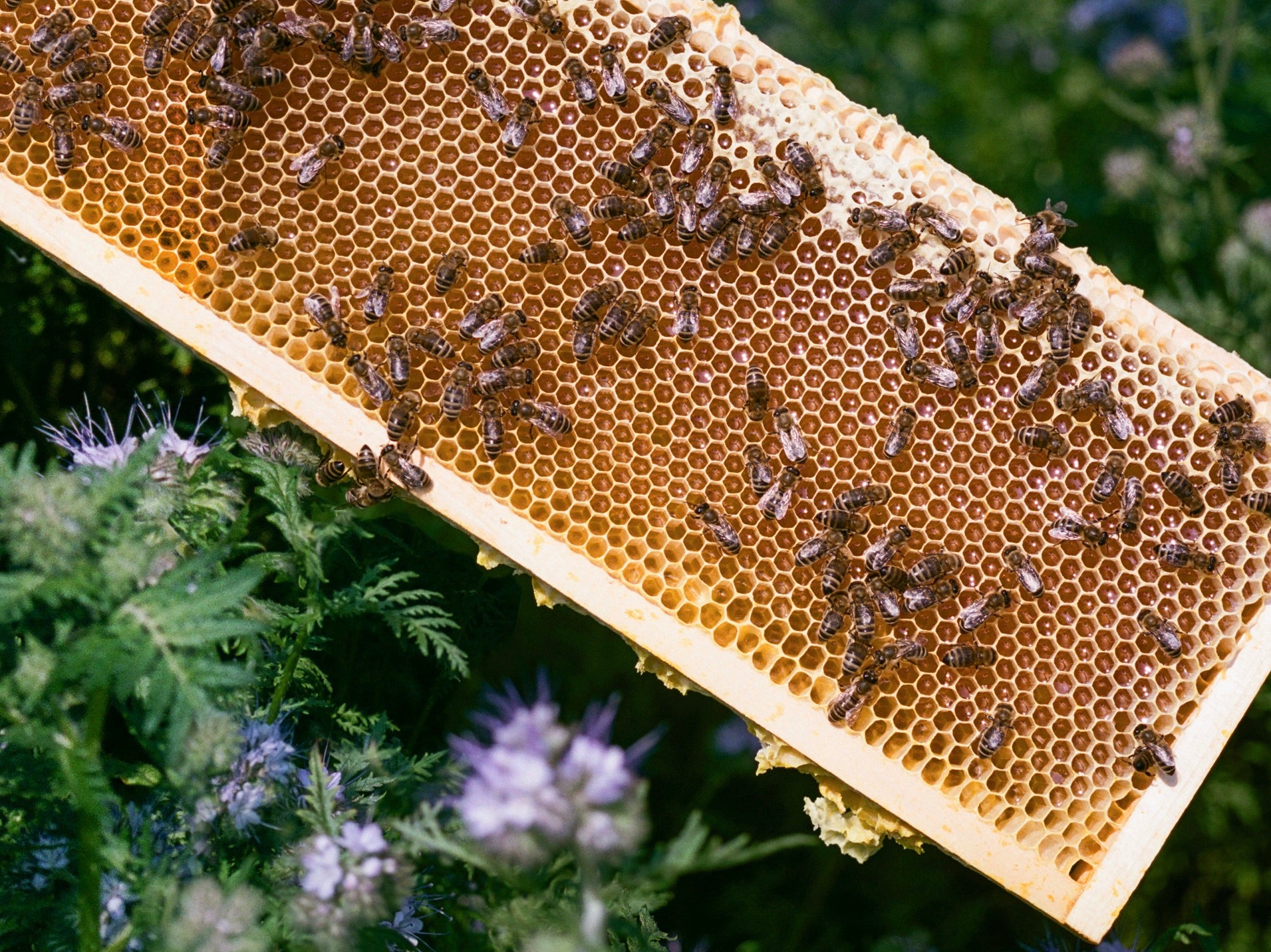 Jardin des abeilles Miel de Mirsalehi