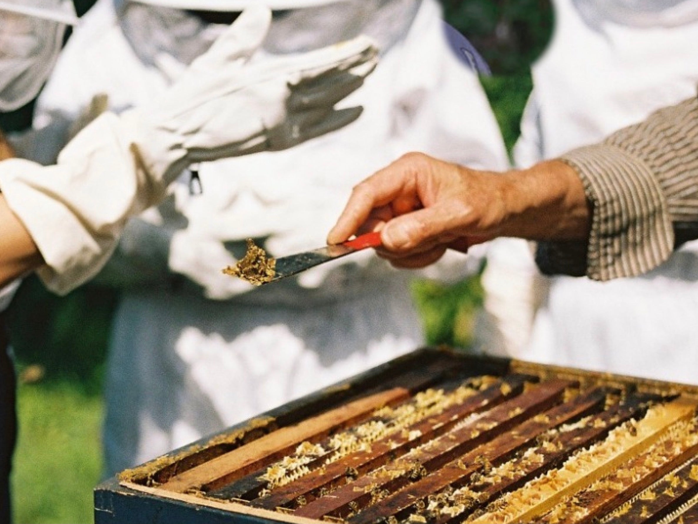 Les bienfaits de la propolis pour vos cheveux