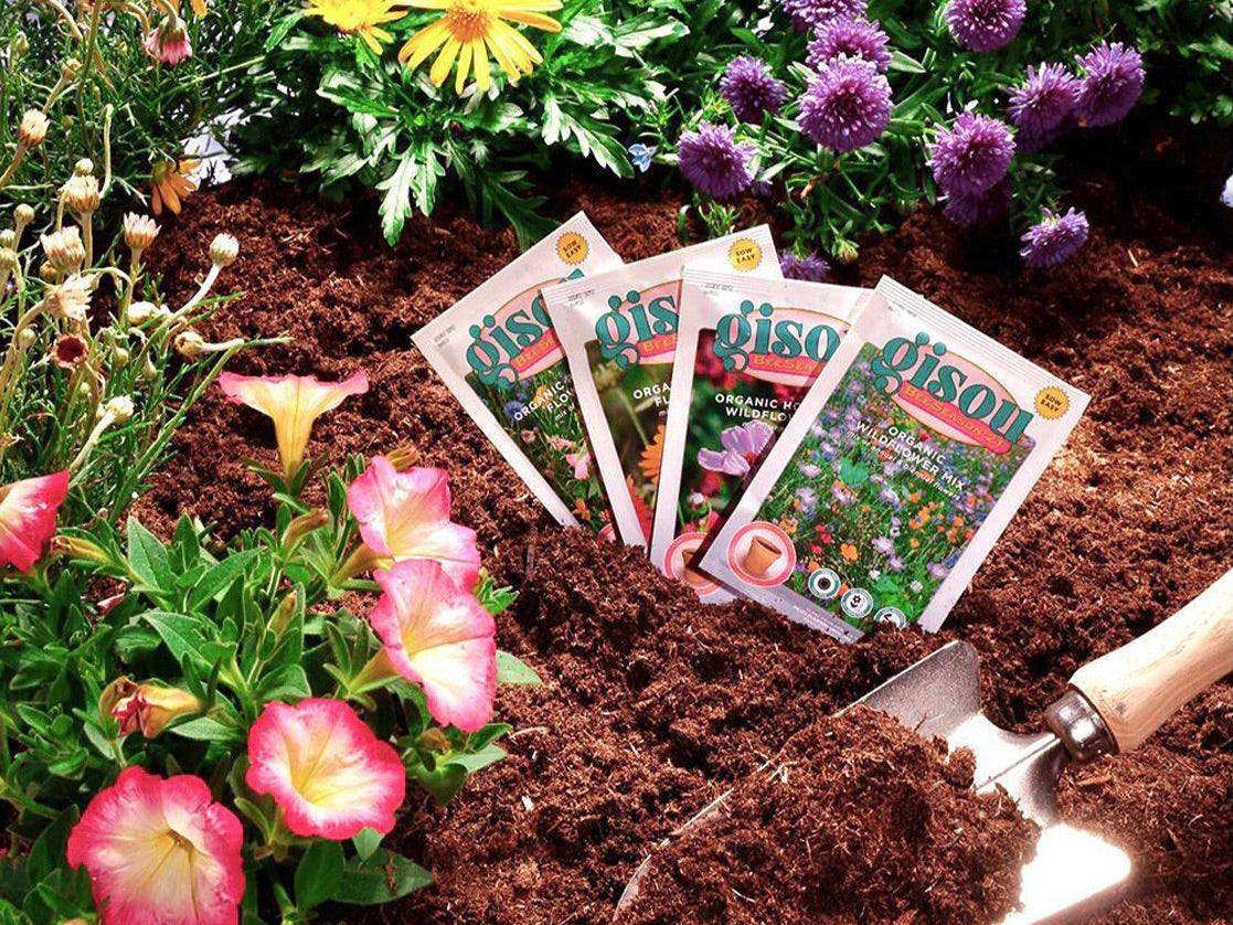 Gisou Flower Seeds: How to sow