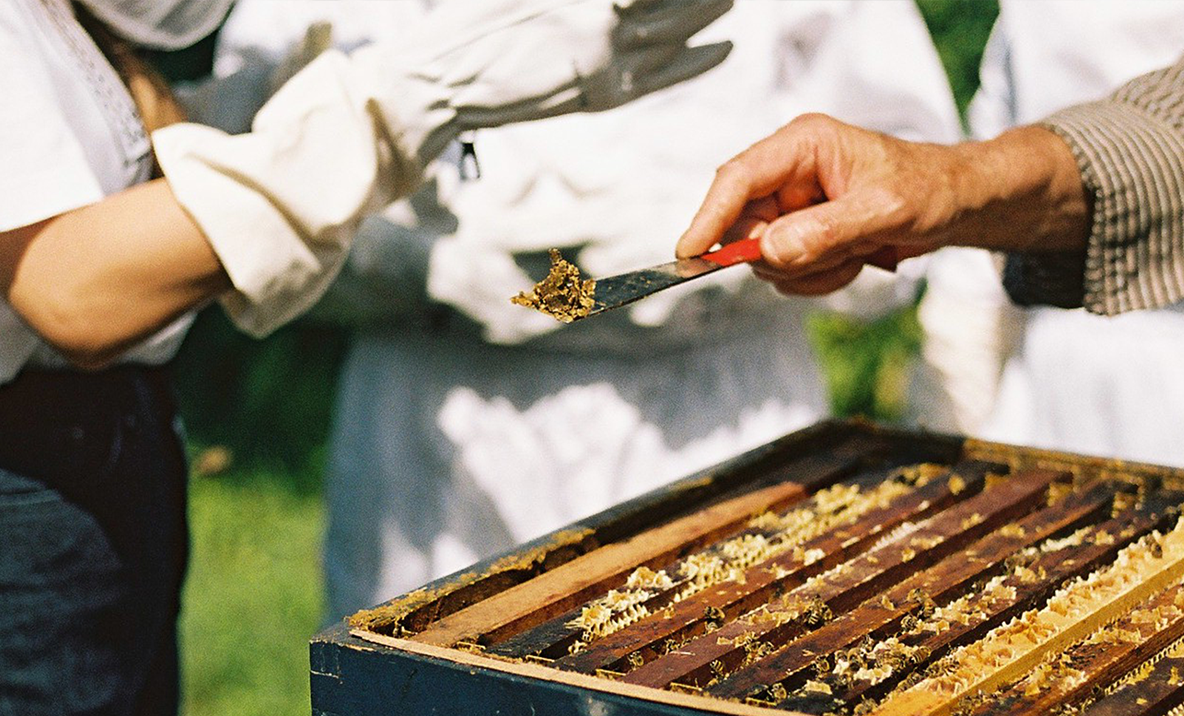 Propolis in bee garden