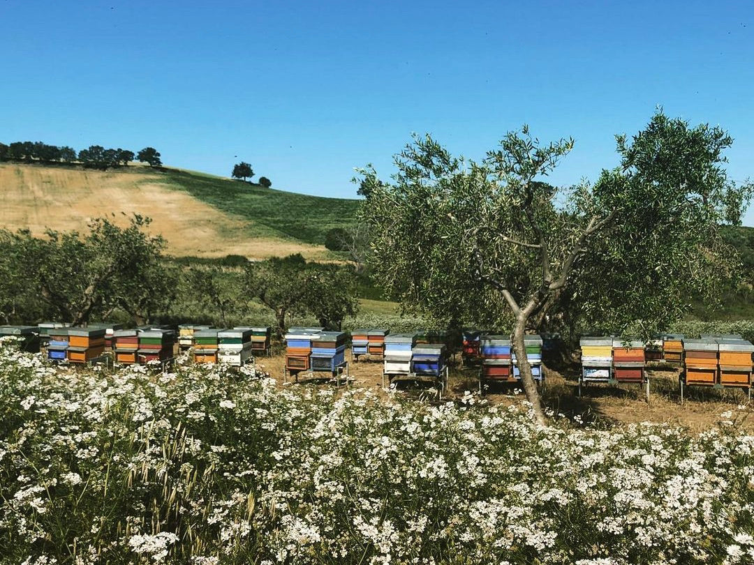 Liste de contrôle pour démarrer un nouveau jardin d'abeilles