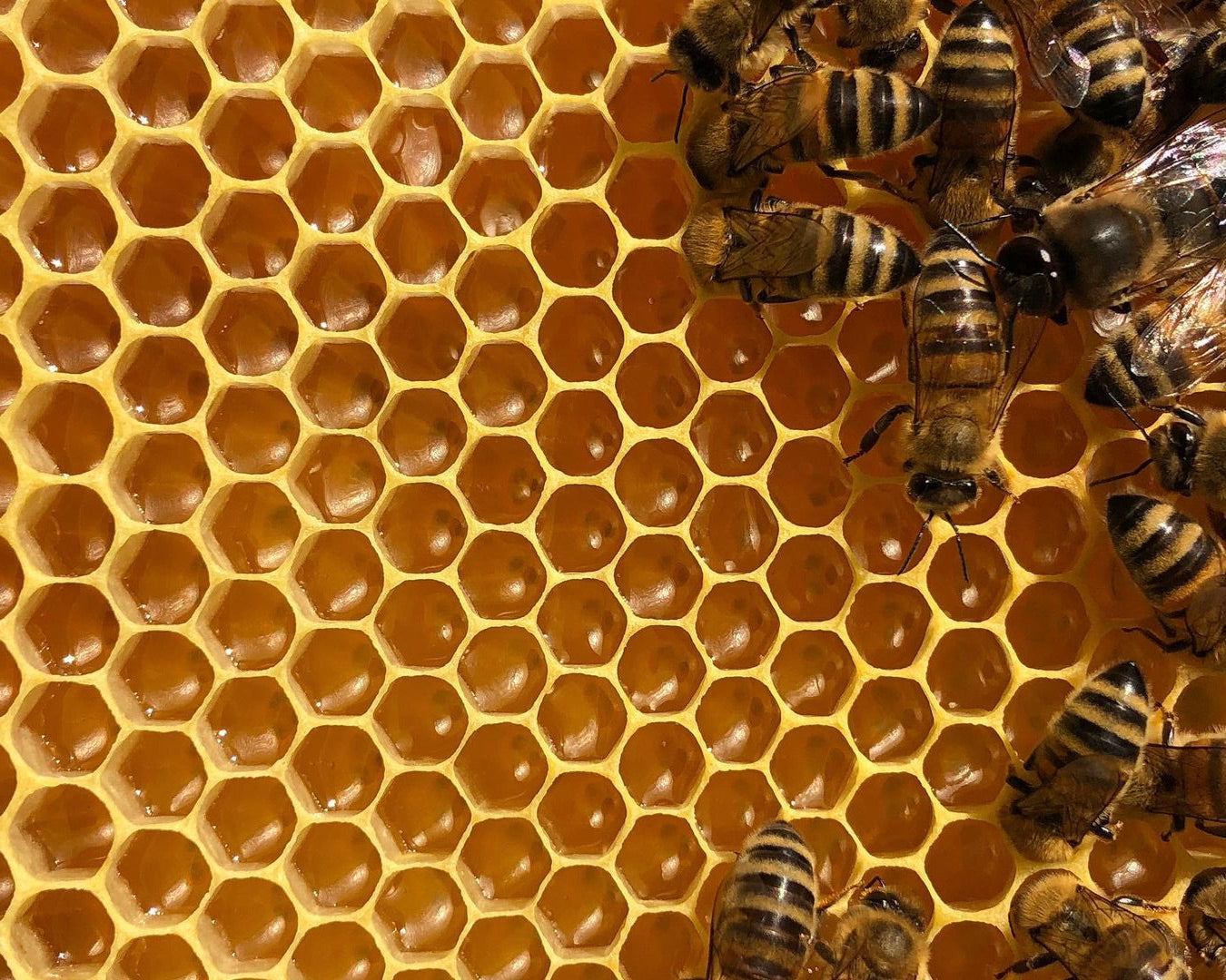 How to start beekeeping: four female beekeepers share their
