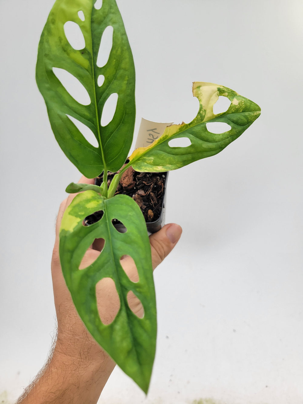 Monstera Deliciosa Brazillian Form Fully Established Plant Exotically  Beautiful US Stock Fast Shipping 
