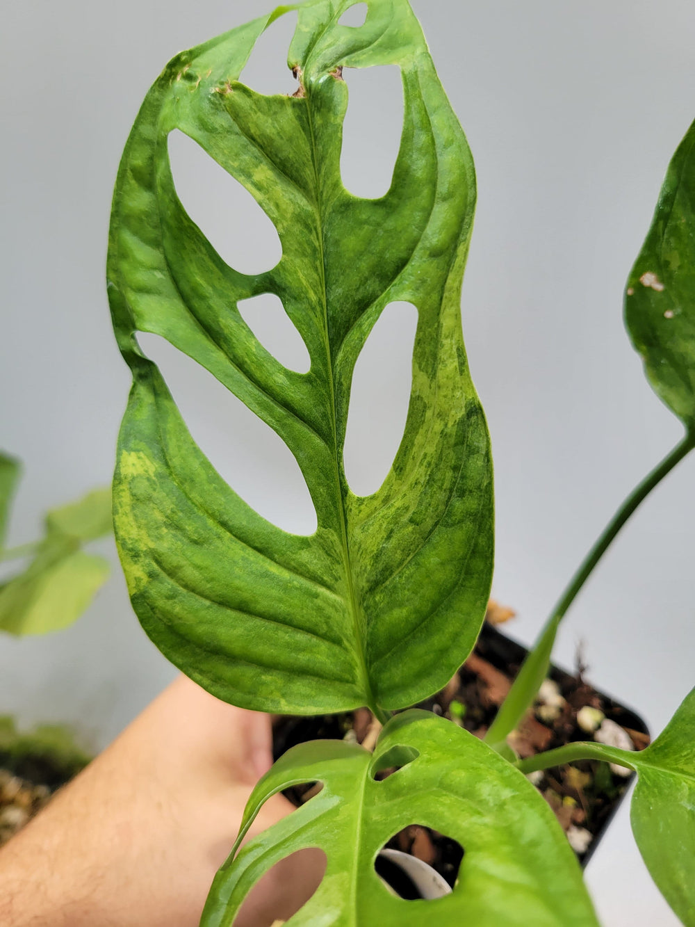  Monstera Mint Variegated Adansonii 4” Pot : Patio