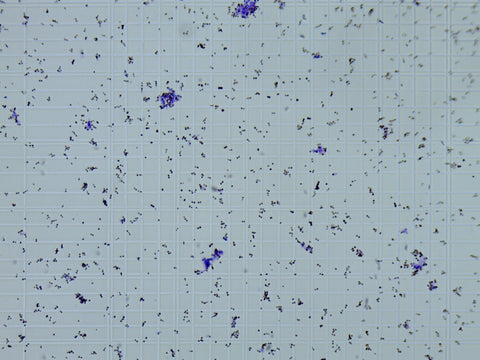 Wyeast sample- expanded view