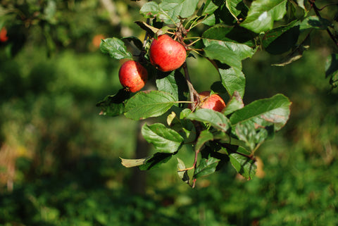 Wiper and True orchard apples