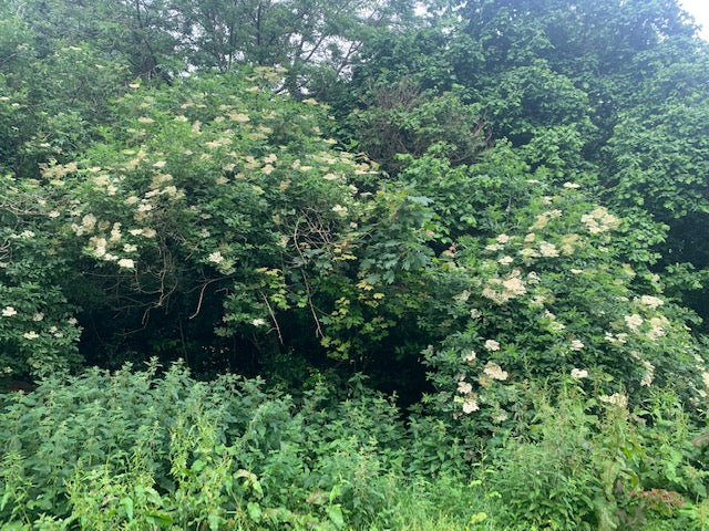 Elderflowers in the Orchard