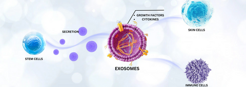 Exosomes skin booster