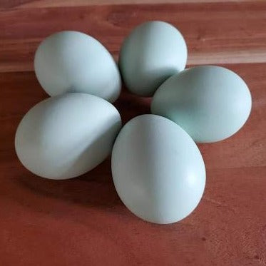 lavender ameraucana eggs