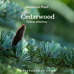 Cedarwood leaves and cone, a medicinal plant that can be used for many purposes including cedarwood essential oil