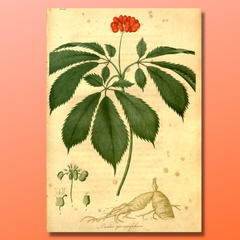 Graphic image of Ginseng ( Panax ginseng)