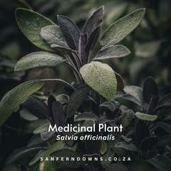 Medicinal plant sage or also known as Salvia officinalis