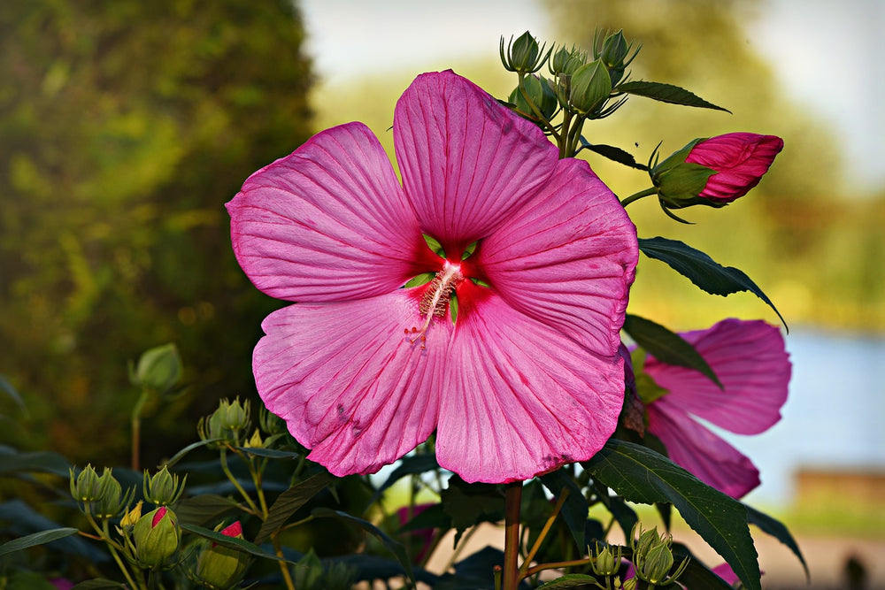 5 Health Benefits Of Drinking Hibiscus Tea Dot Key