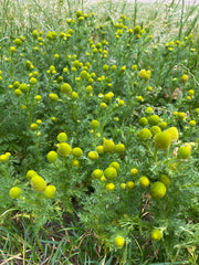 Pineapple weed