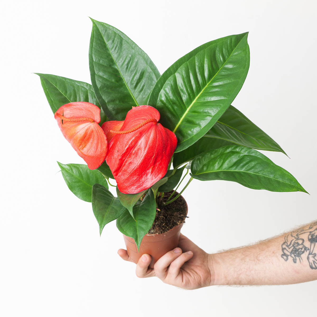 Anthurium scherzerianum 'Christine'