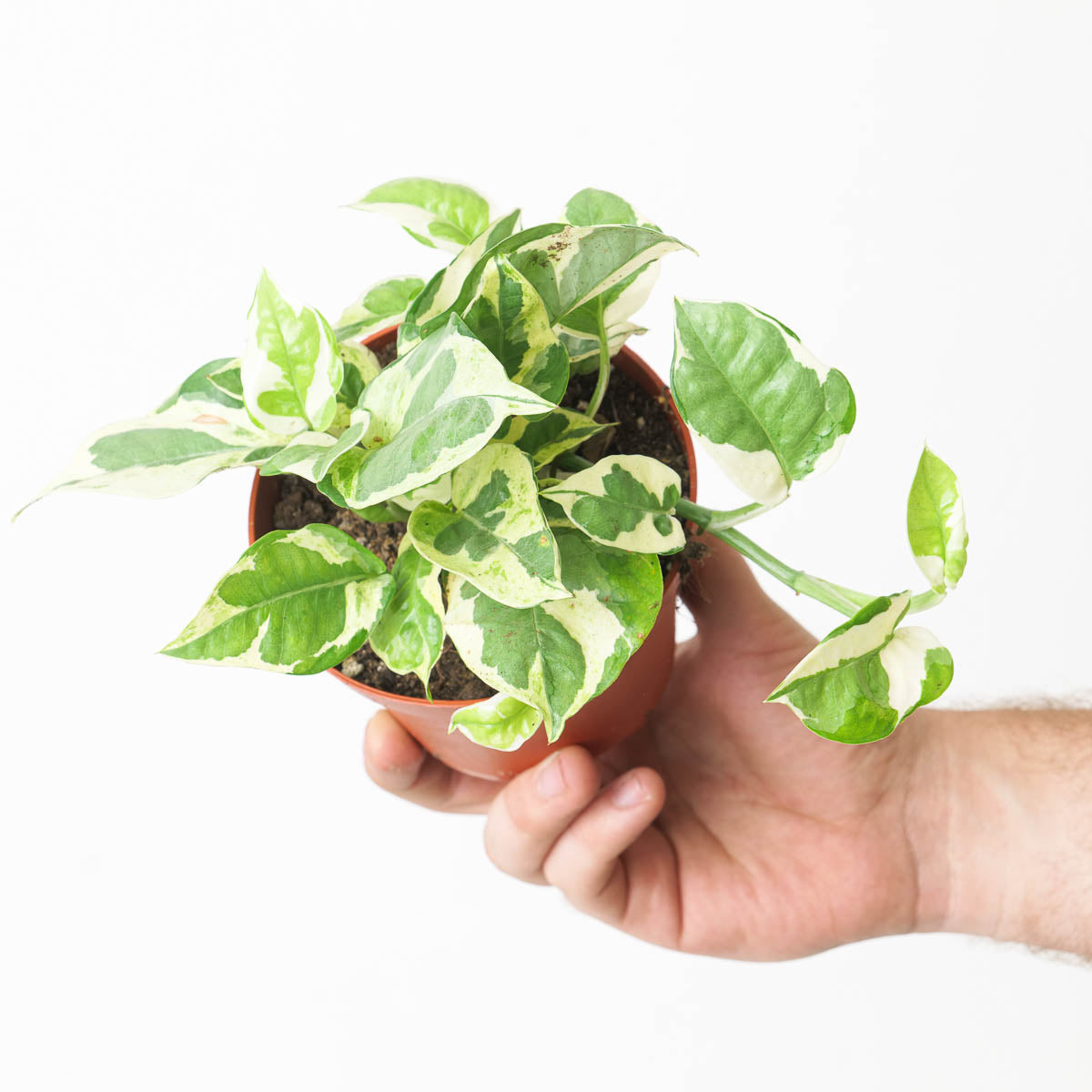 Epipremnum 'Glacier' | 'Glacier' Pothos