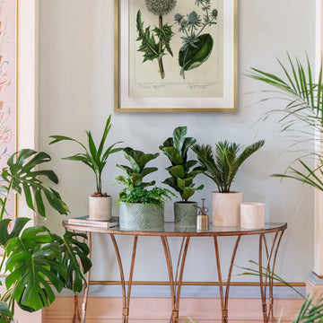 Kew Stoneware Ivory Sago Palm Planter Pots & Planters Ivyline