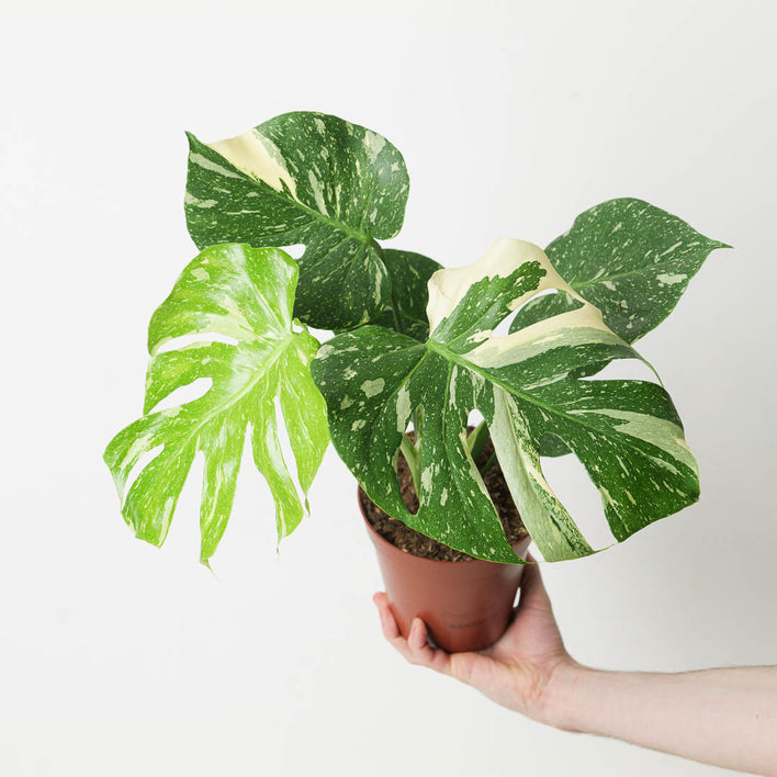 LILY-ROSE - Monstera avec tuteur 110/130cm