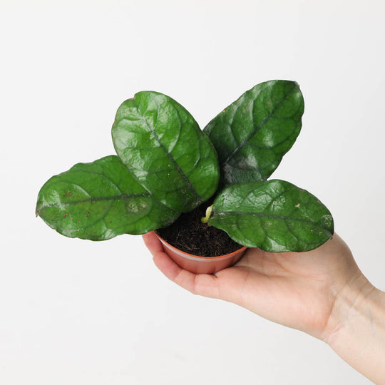Hoya villosa Image 1
