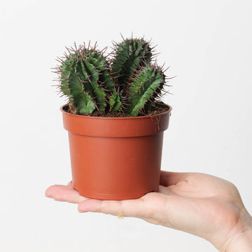 Euphorbia horrida 10.5cm Plants GrowTropicals